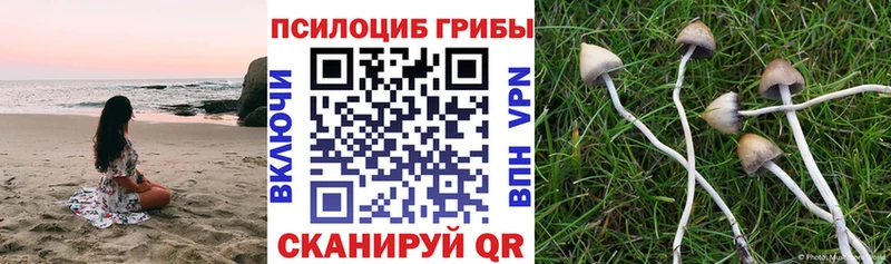 Псилоцибиновые грибы мицелий  Бийск 